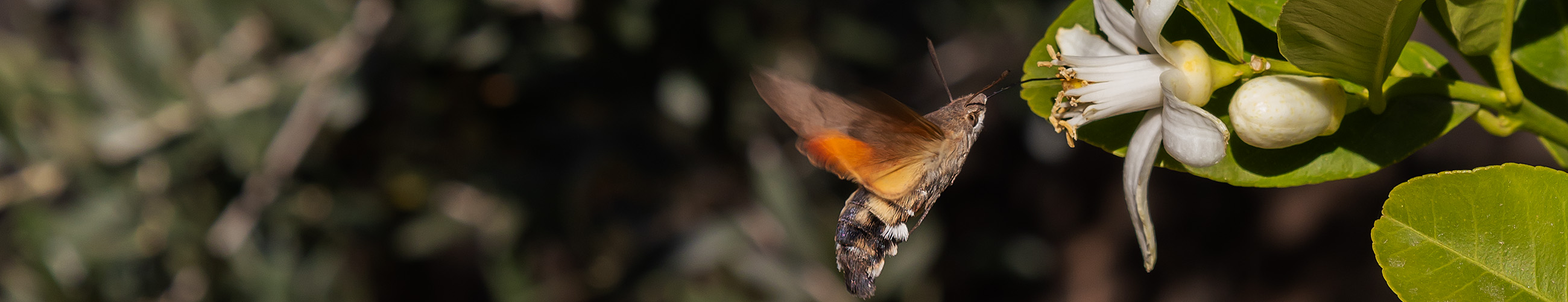 ---